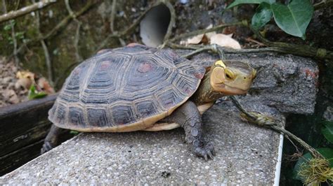 龜蛇圖|瀕危動物